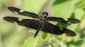 Rhyothemis princeps male (4 of 9)